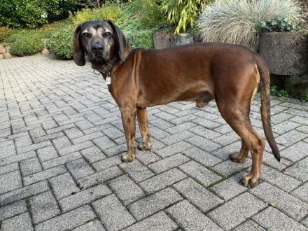 LEO / Vater Cierny Baca Worldchampion 2015 Mailand