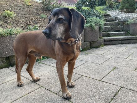 LEO / Vater Cierny Baca Worldchampion 2015 Mailand