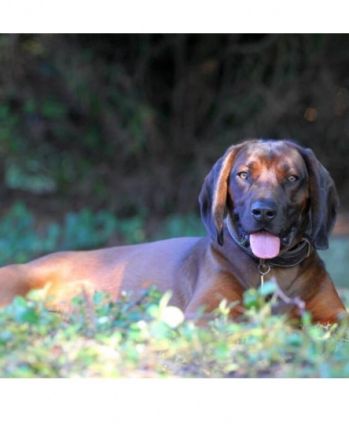 LEO / Vater Cierny Baca Worldchampion 2015 Mailand