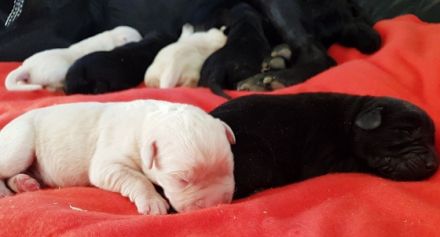 Urgent of Mustang Valley (Emil)