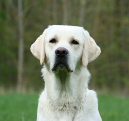 Urgent of Mustang Valley (Emil)