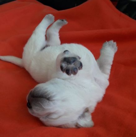 Urgent of Mustang Valley (Emil)