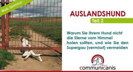 Das Geheimnis der Auslandshunde und der Weg zum Happy End ! (online 10.09.24)