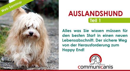 Das Geheimnis der Auslandshunde und der Weg zum Happy End ! (online 10.09.24)