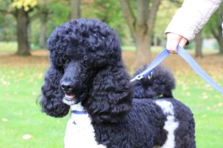 Kuno vom Karolinenberg