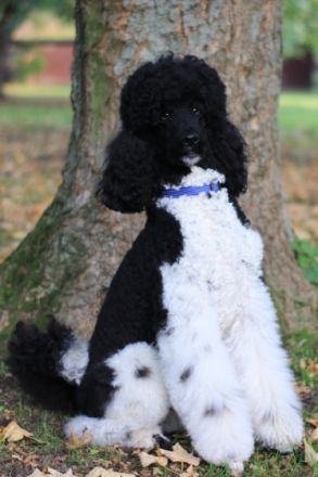 Kuno vom Karolinenberg