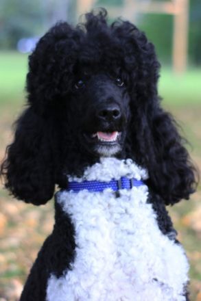 Kuno vom Karolinenberg