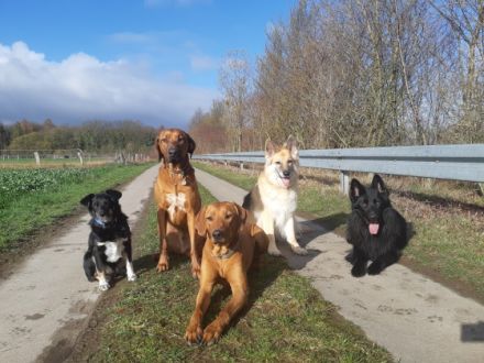 School4Dogs Hundeschule Wennigsen Deister