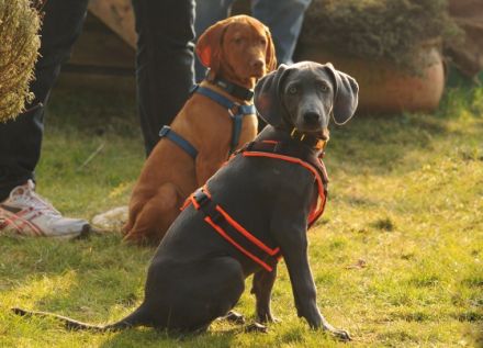 hundundmenschteam Coppenbrügge