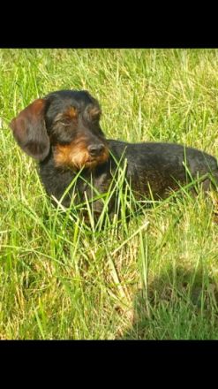 Willi von Kollenkamp