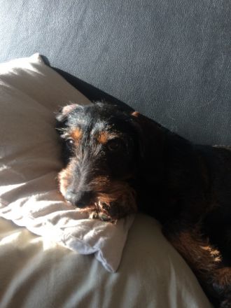 Willi von Kollenkamp