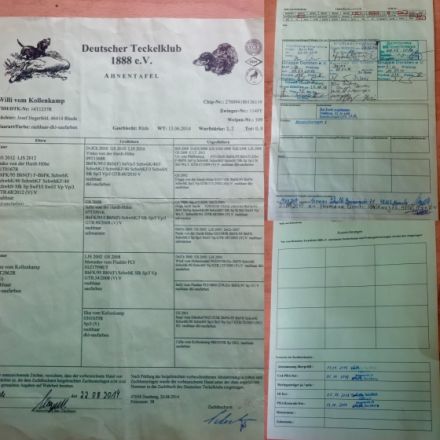 Willi von Kollenkamp