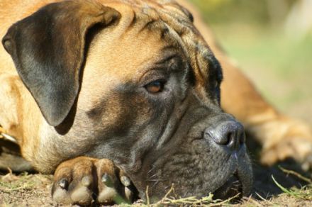 Bullmastiff of Franconian Shamrock