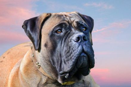 Bullmastiff of Franconian Shamrock