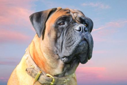 Bullmastiff of Franconian Shamrock