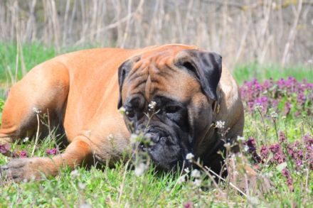 Bullmastiff of Franconian Shamrock