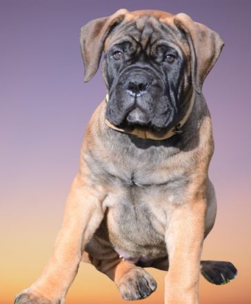 Bullmastiff of Franconian Shamrock