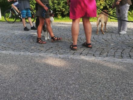 Die mobile Hundeschule