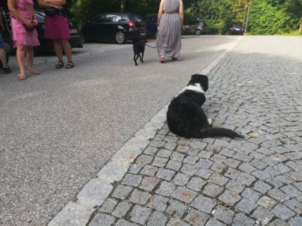 Die mobile Hundeschule