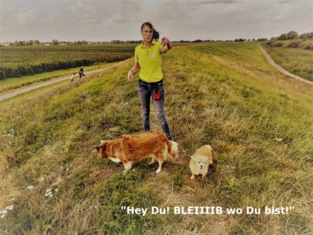 Hundetrouble im alten Land