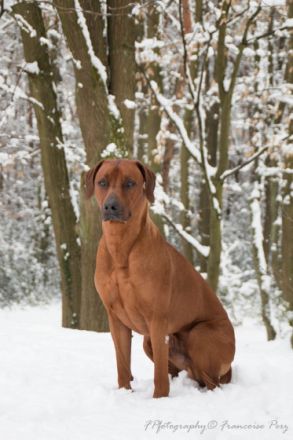 Sakaza ( genannt Leo)