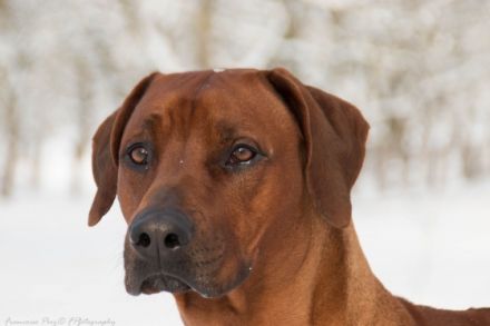 Sakaza ( genannt Leo)