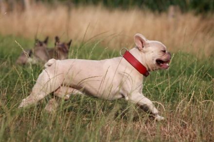 Virginia's Mr. Shy M