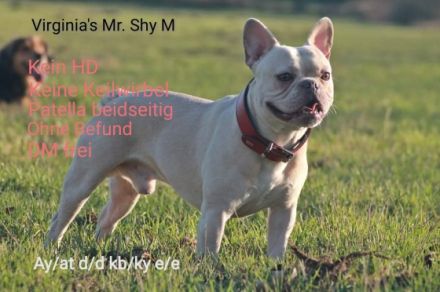 Virginia's Mr. Shy M