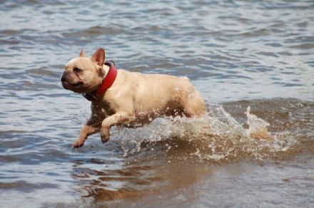 Virginia's Mr. Shy M