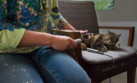 Online Messen mit der Einhandrute Spezial-Seminar für Tiere