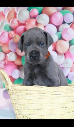 Deutsche Doggen von Gut Stepprath