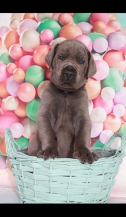 Deutsche Doggen von Gut Stepprath