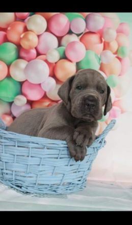 Deutsche Doggen von Gut Stepprath