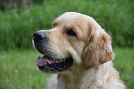 Tramin Son of the Sun