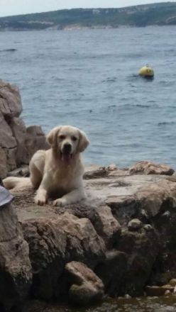 Bounty of golden Bright Lights