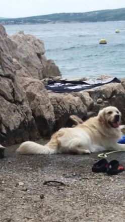 Bounty of golden Bright Lights