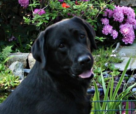 Oscar von der Friedersdorfer Höhe