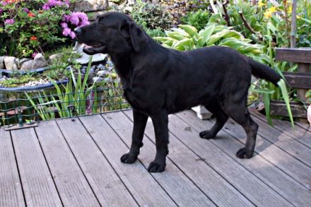 Oscar von der Friedersdorfer Höhe