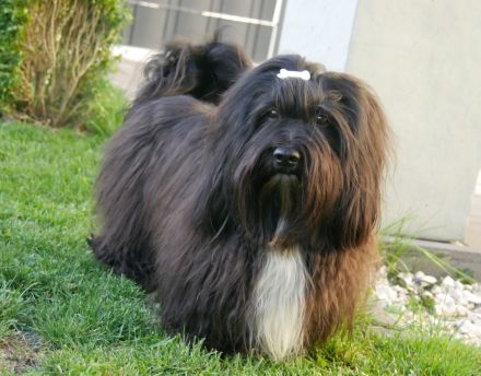 Havaneser Clute's torbellino Cubana