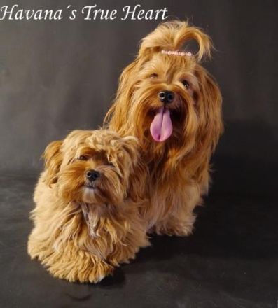 Havana´s True Heart