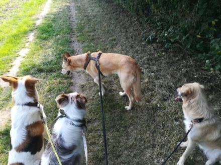 Allround Animal Care