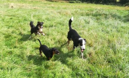 Allround Animal Care