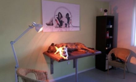 Ganzheitliche Tiertherapie Myriam Bauer