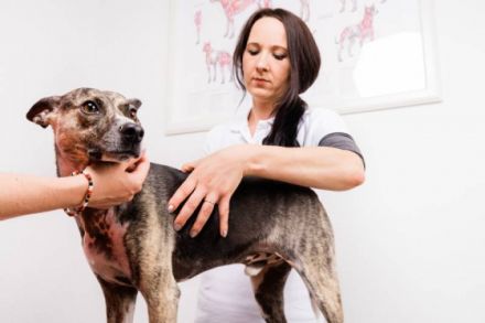 Tiertherapie Dresden - mobile Hundephysiotherapie & Tierheilpraxis