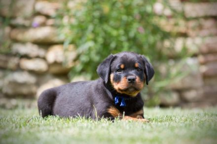 Rottweiler Welpen