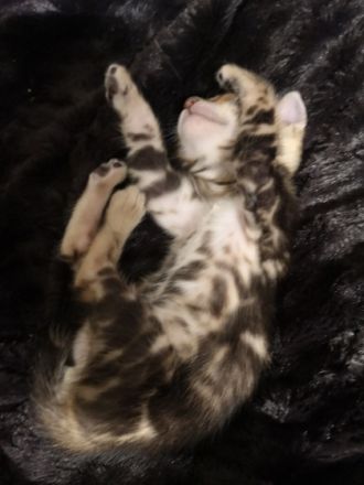 Vom hof Paul Bengalzucht