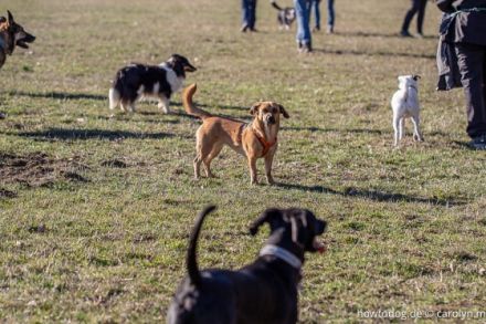 HOW TO DOG - Coaching für Dich und Deinen Hund