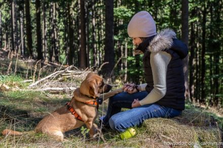 HOW TO DOG - Coaching für Dich und Deinen Hund