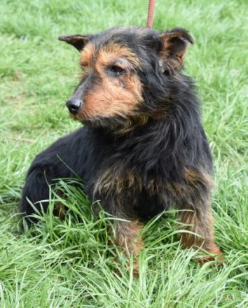 Barni, Terrier-Mix, die Erde ist mir das Liebste