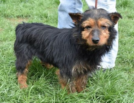 Barni, Terrier-Mix, die Erde ist mir das Liebste